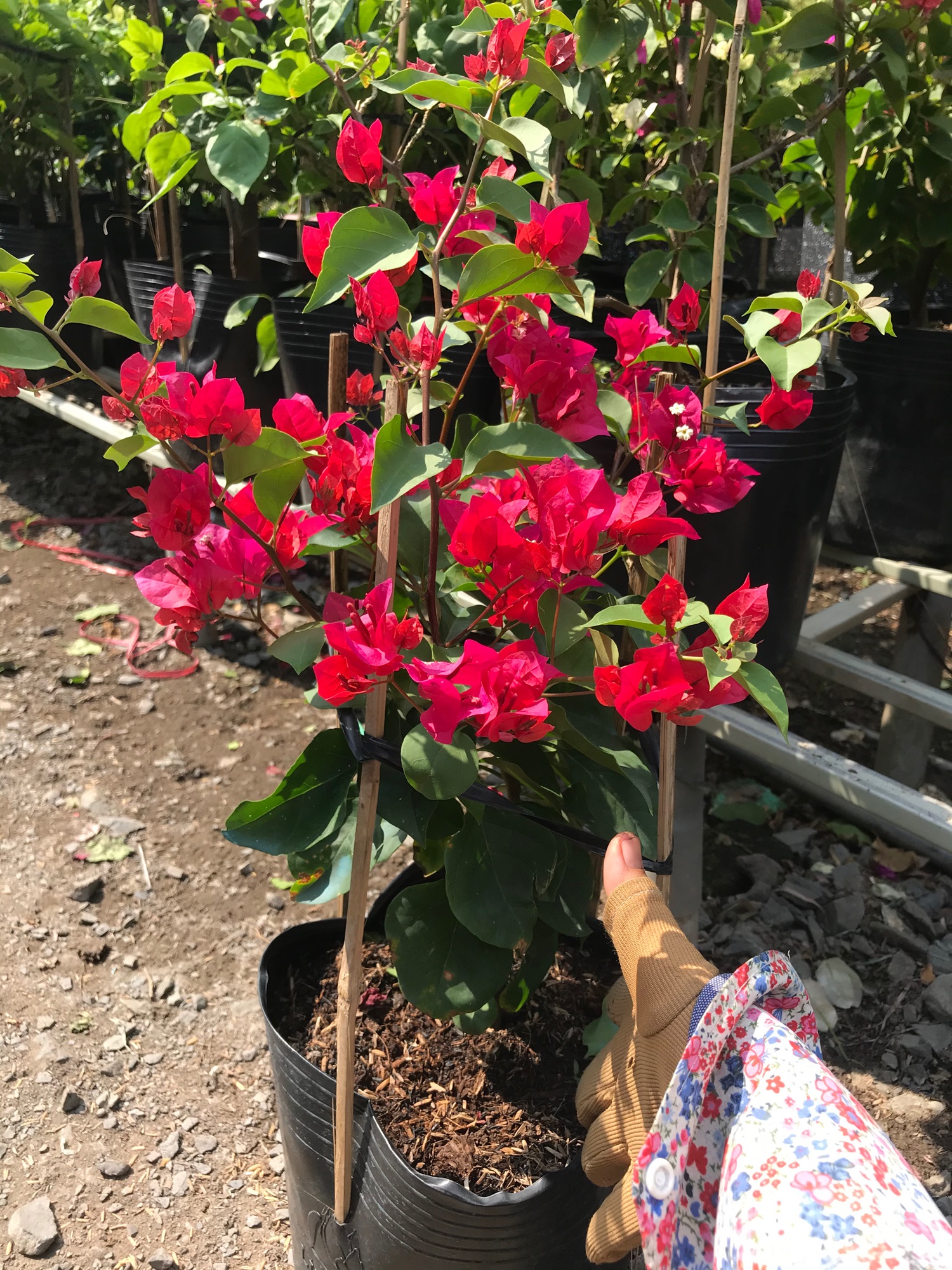 Cây bông giấy đỏ - Cây cảnh sân vườn