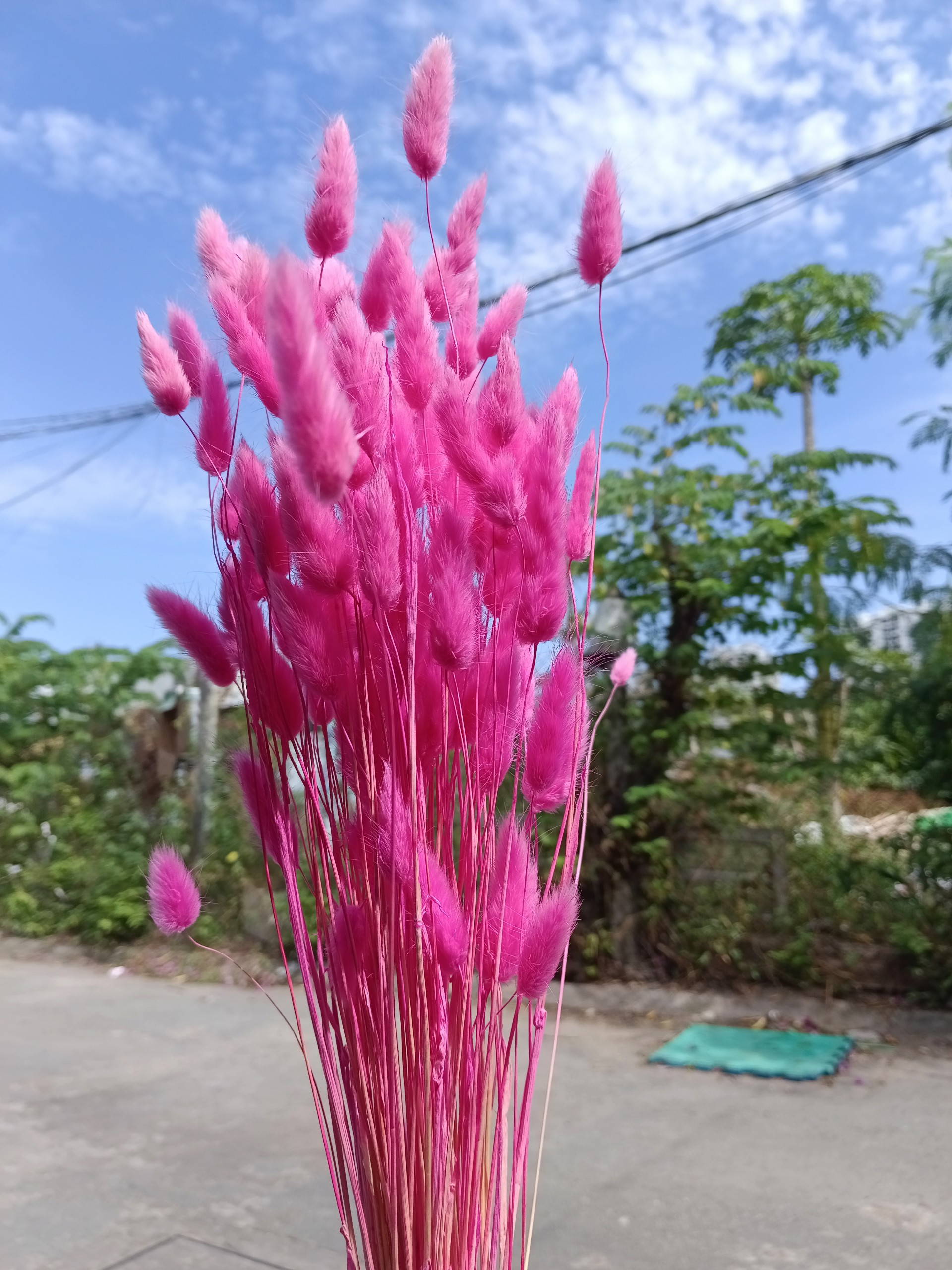 hoa khô - cỏ đuôi thỏ ( 5 bông )