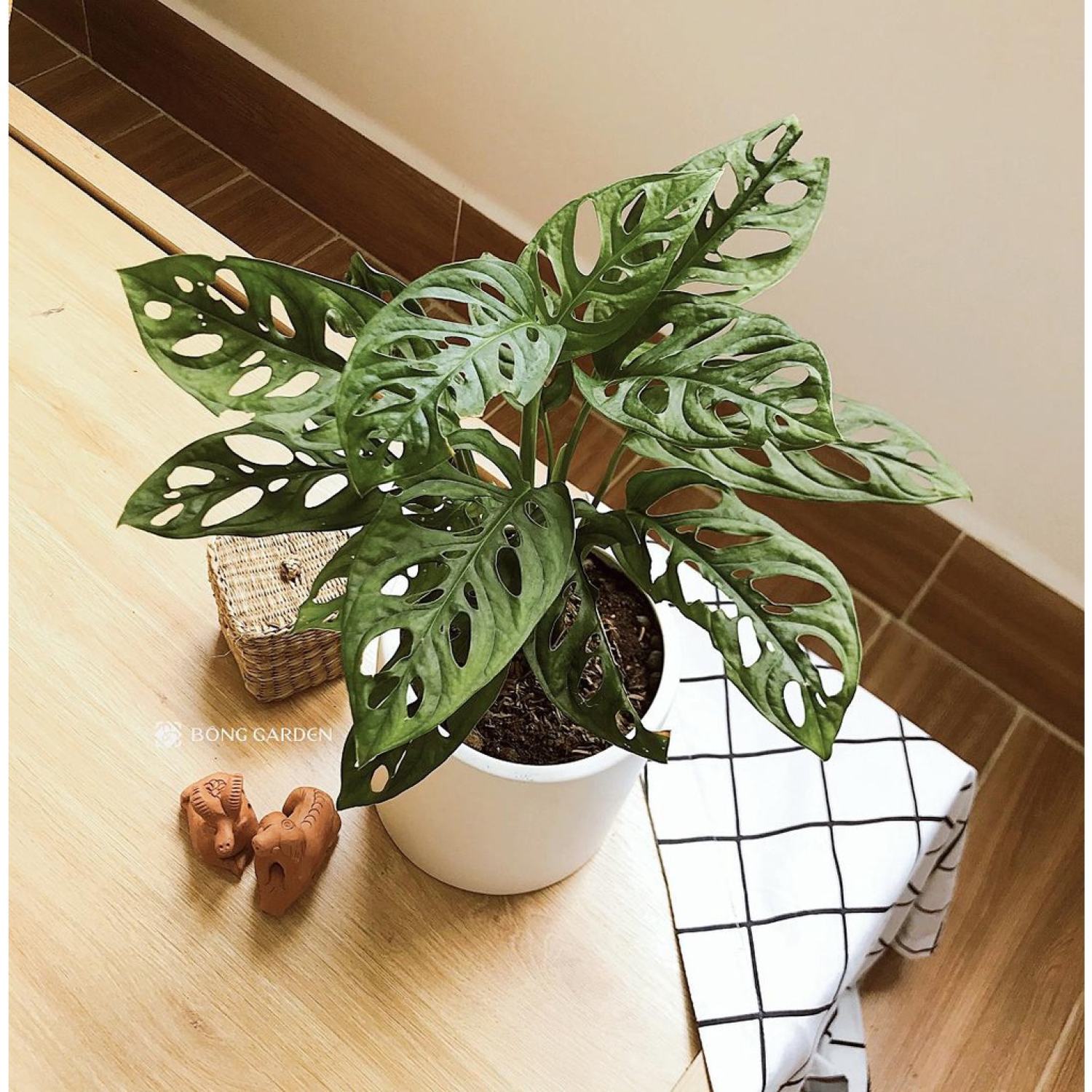 Cây Trầu Bà Lỗ để bàn - Monstera obliqua