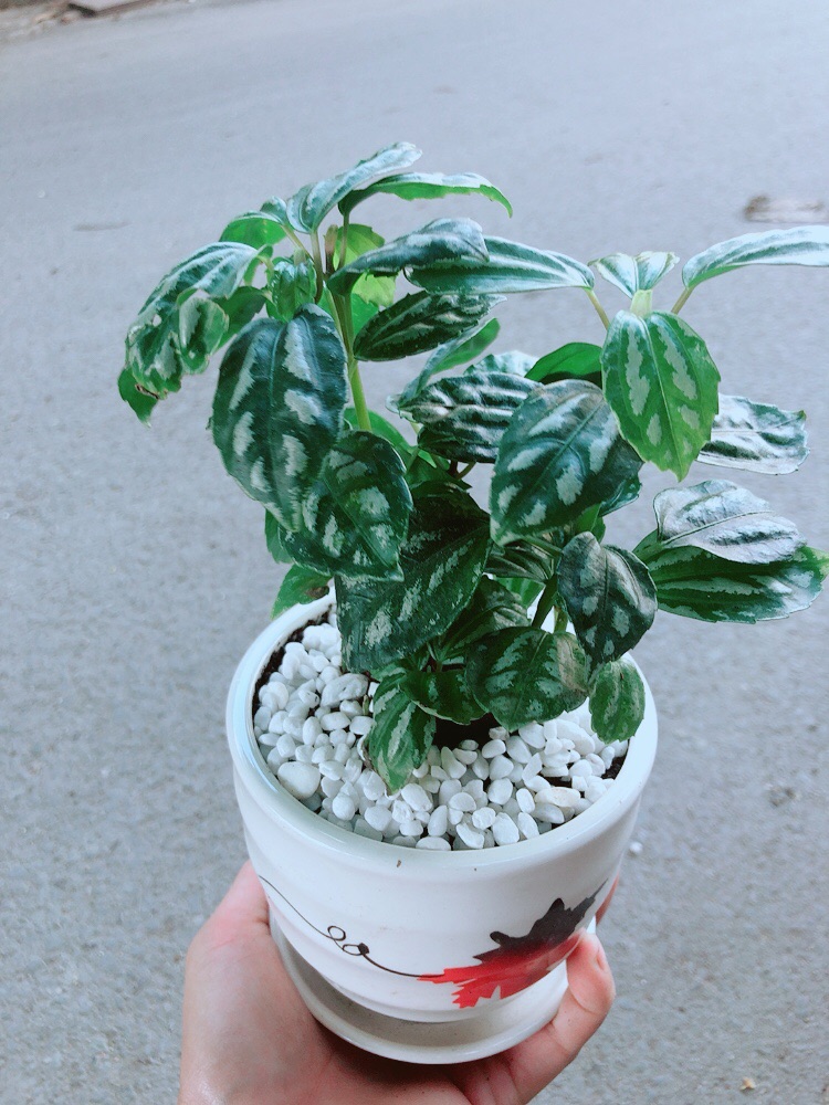 Chậu Cây Lá Dưa Hấu