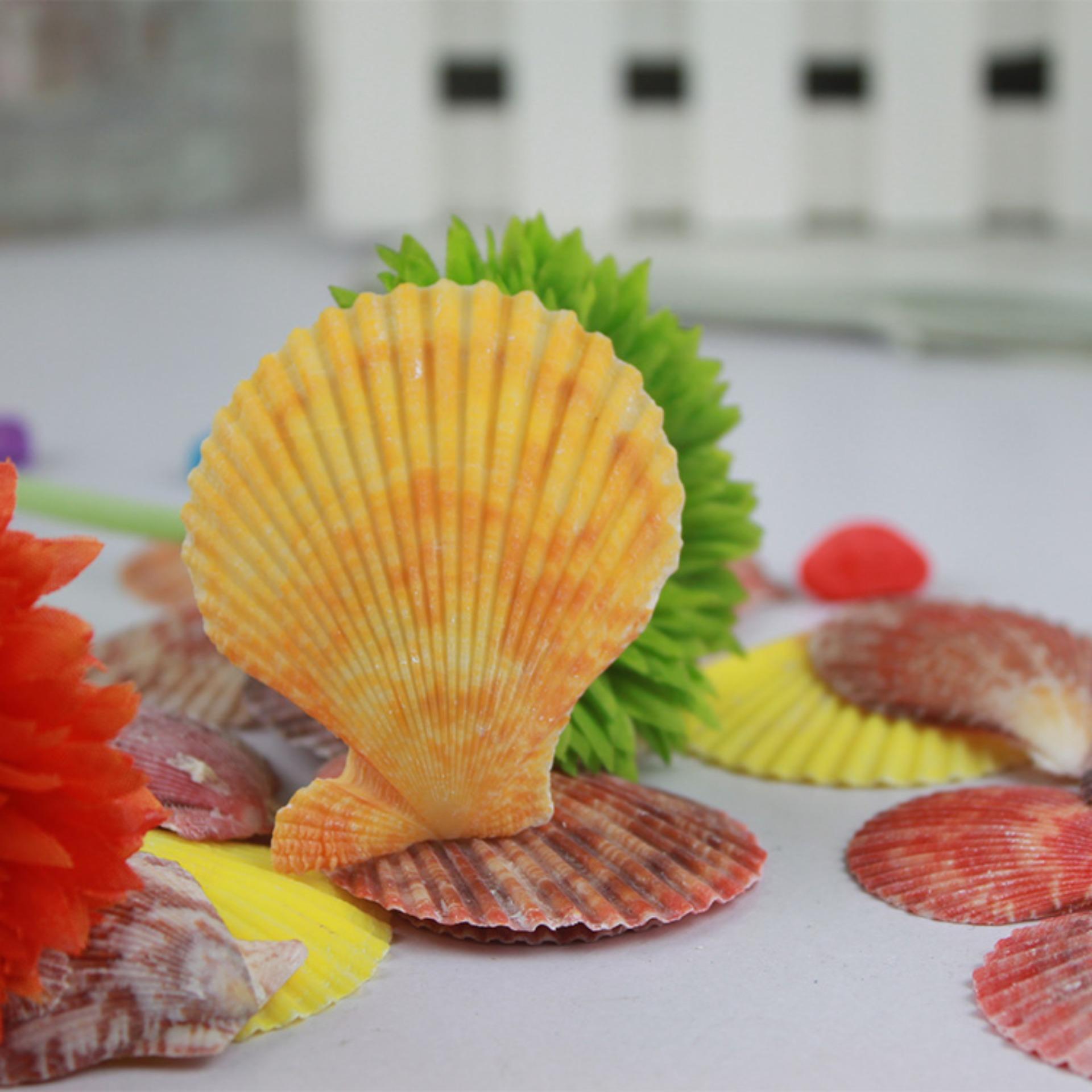Vỏ sò điệp màu (10 con)