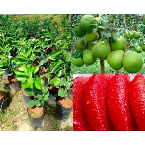 Cây bưởi ruby thái giống không hạt ruột hồng(Video ảnh thật)