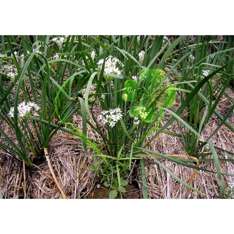 Hạt giống hẹ ăn bông - gói 1 gram