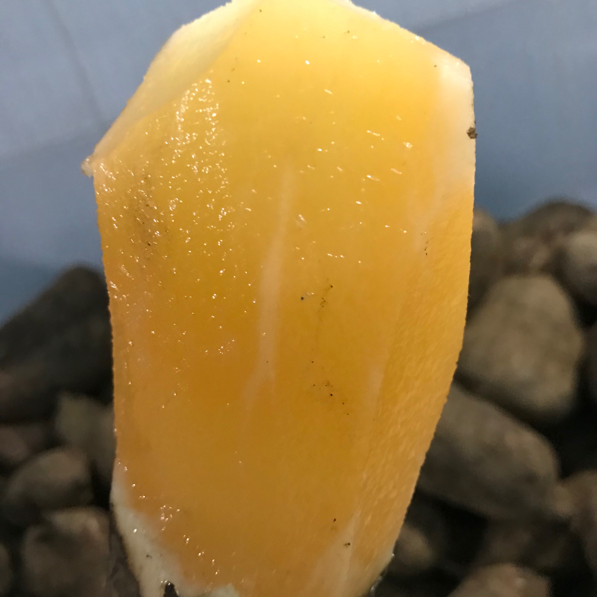 Củ sâm đất