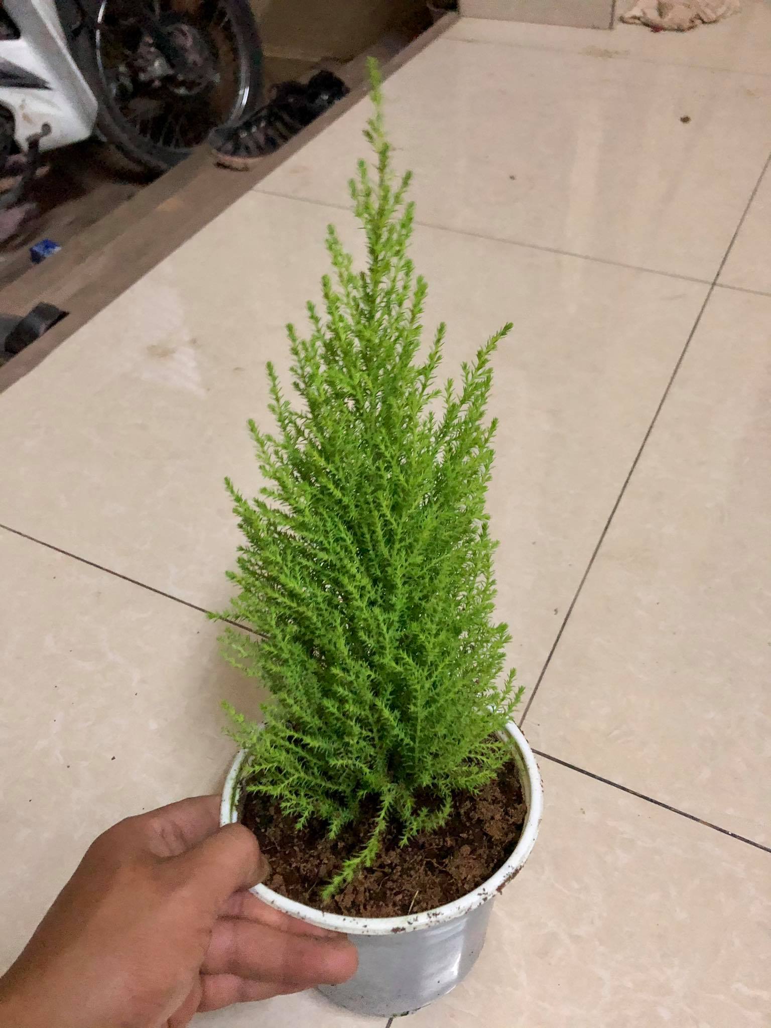 Cây tùng thơm cao 30 cm