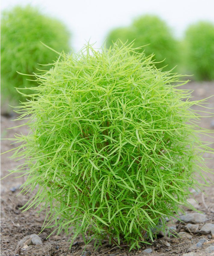 Hạt Giống Cây Cỏ Đổi Màu Kochia Nhật Bản ( Gói 100 Hạt) Nông Sản Vàng