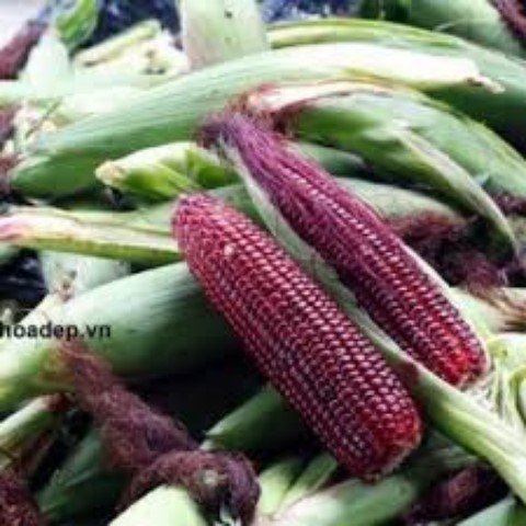 Hạt Giống Ngô Nếp Tím. Túi 100 gram - Năng Suất Cao