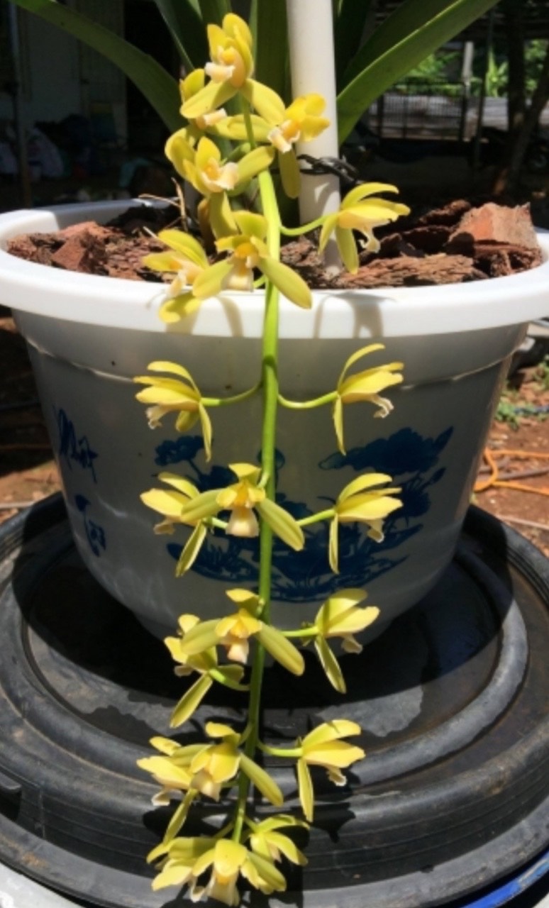 Kiếm Phan trí tự thụ size cây giống