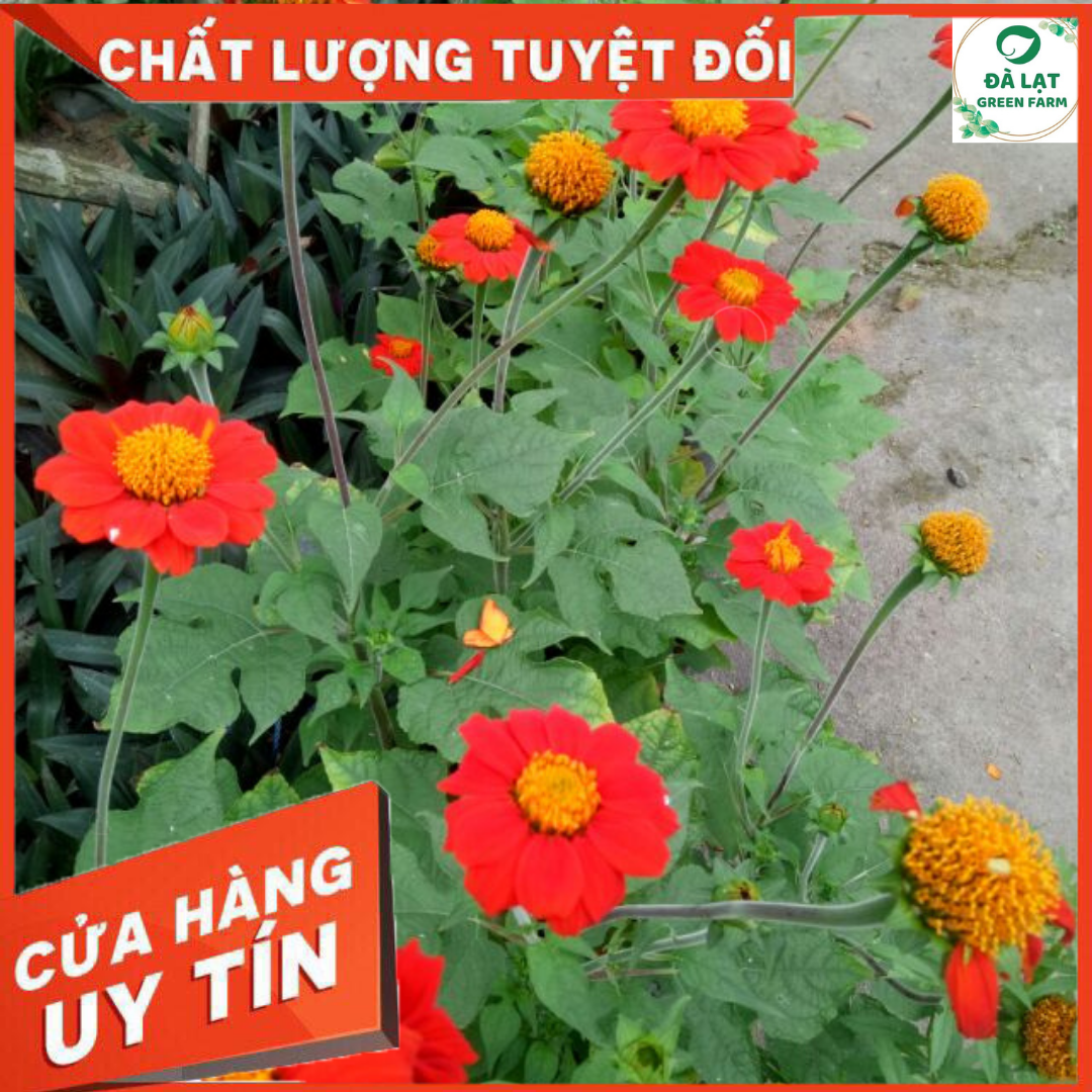 🍀50H_HẠT GIỐNG HOA CÚC SƠN QUỲ/DÃ QUỲ ĐỎ🍀