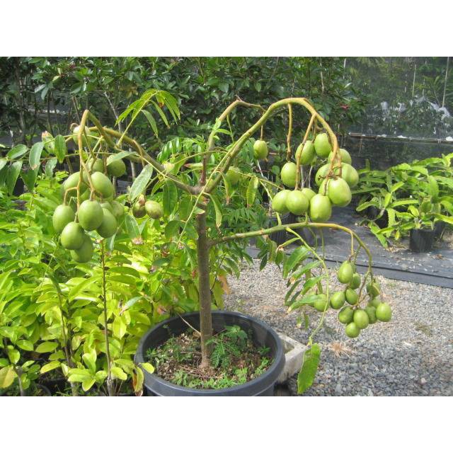 Cây giống Cóc Thái , Cóc Ta siêu quả