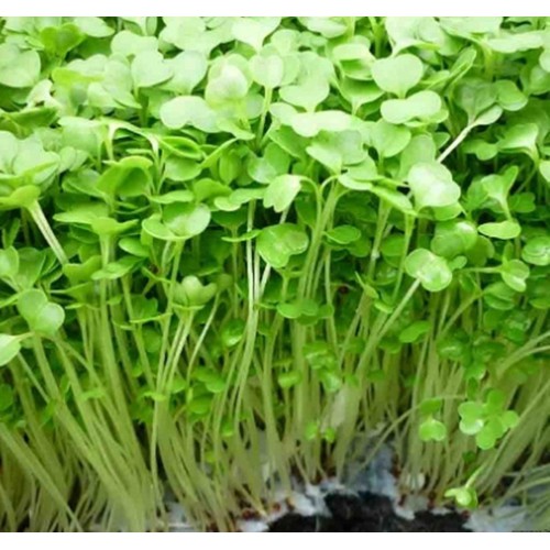 Hạt mầm cải bẹ xanh - gói 50 gram