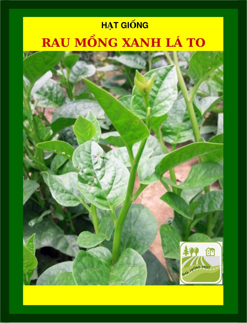 Hạt Mồng Tơi Đỏ, Xanh Lá To 50 Gram