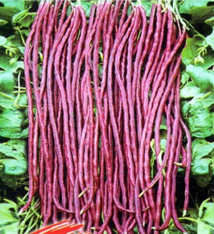 Hạt giống đậu đũa đỏ Mỹ - 1 gói 3gram