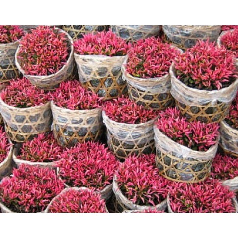 Cây Kỉ Đỏ - cây cảnh mini - cây cảnh để bàn - caykiengsadec