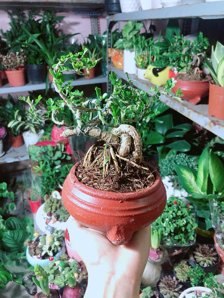 [HCM]Chậu Cây Cần Thăng Bonsai