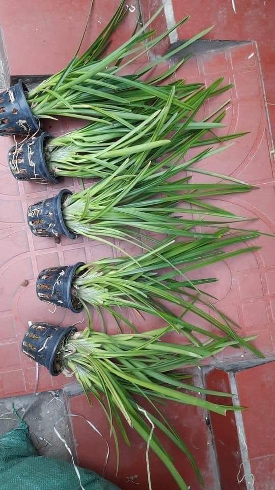 HOA LAN KIẾM ĐỎ NGUYÊN CHẬU