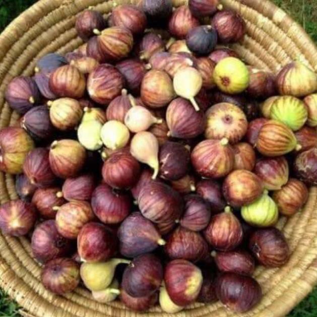 [ XẢ - CẮT LỖ] Cây sung Mỹ