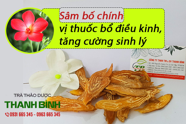 Sâm bố chính 100g khô hàng cty- thảo dược thanh bình