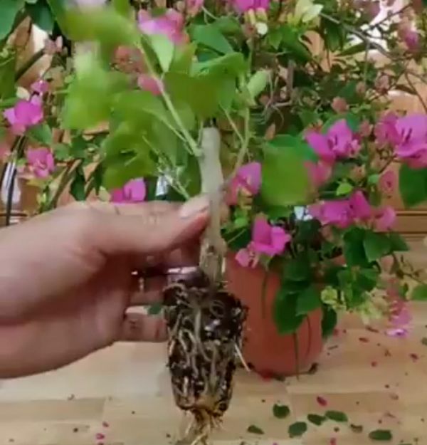 Cây Giống Hoa Giấy Mix Màu