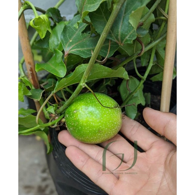 CÂY GIỐNG CHANH DÂY VÀNG (cây giống có bảo hành )