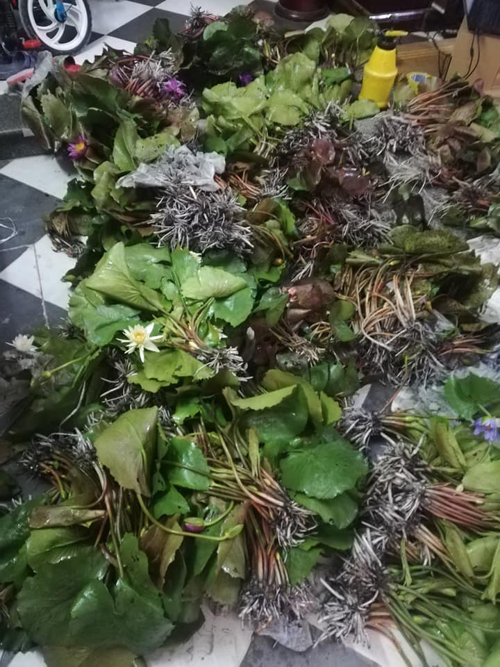 ( Chỉ gưi miền bắc- trung) [RẺ VÔ ĐỊCH] Cây hoa súng Thái Lan màu đỏ đậm Đ-01
