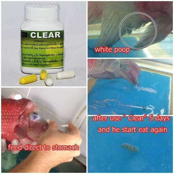 Cz9 – Clear – Bột trị sình bụng, phân trắng cho cá