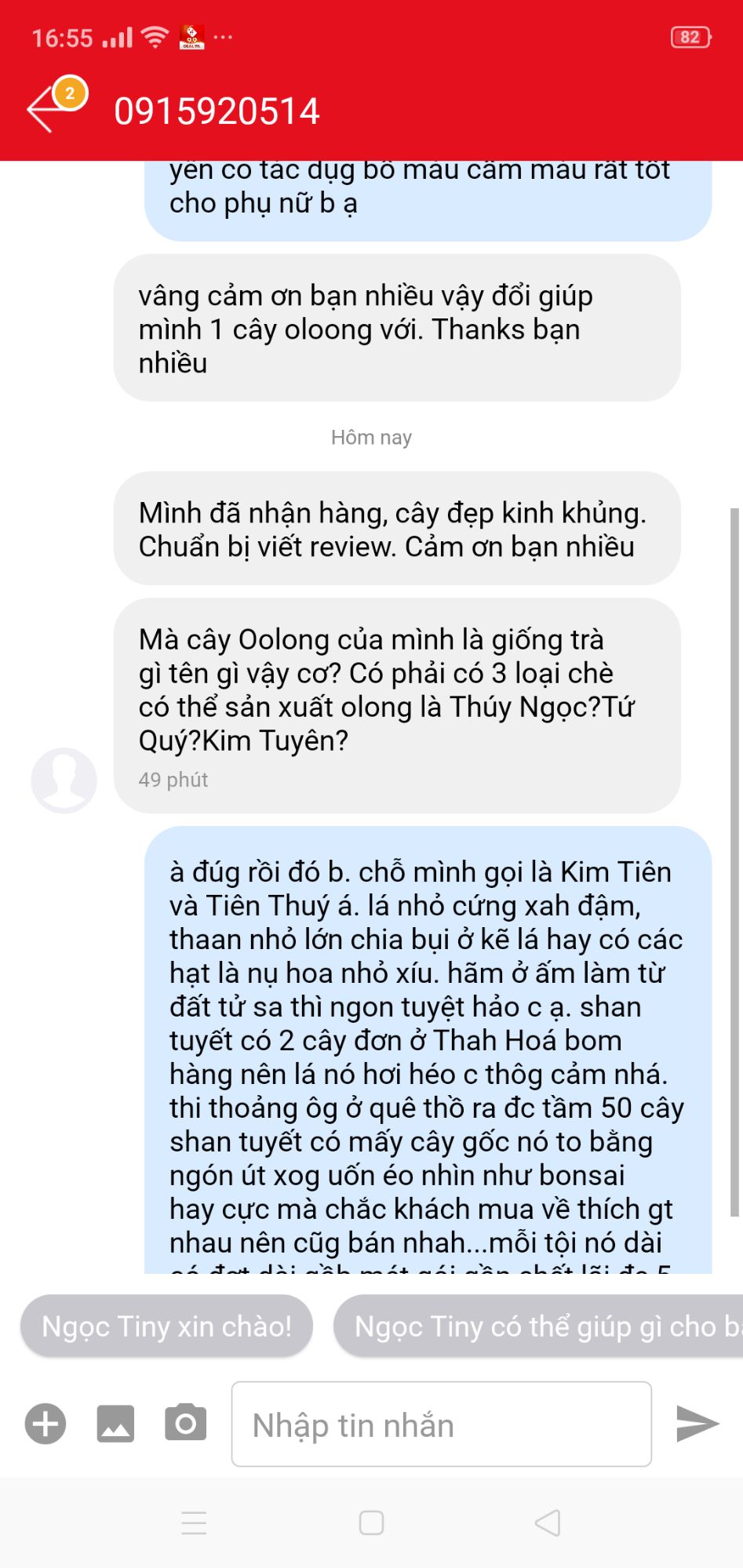 Cây chè Shan Tuyết giống