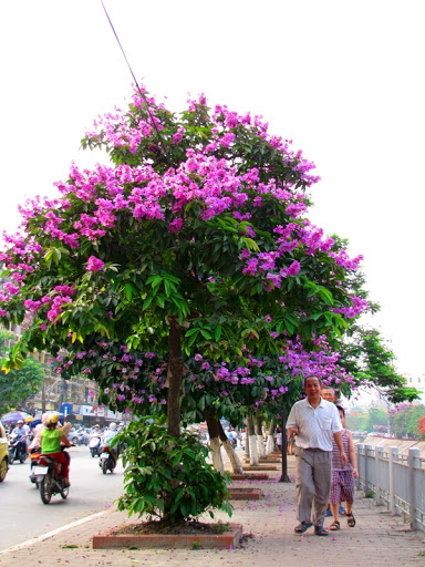 cây giống hoa bằng lăng tím cao 50-70cm