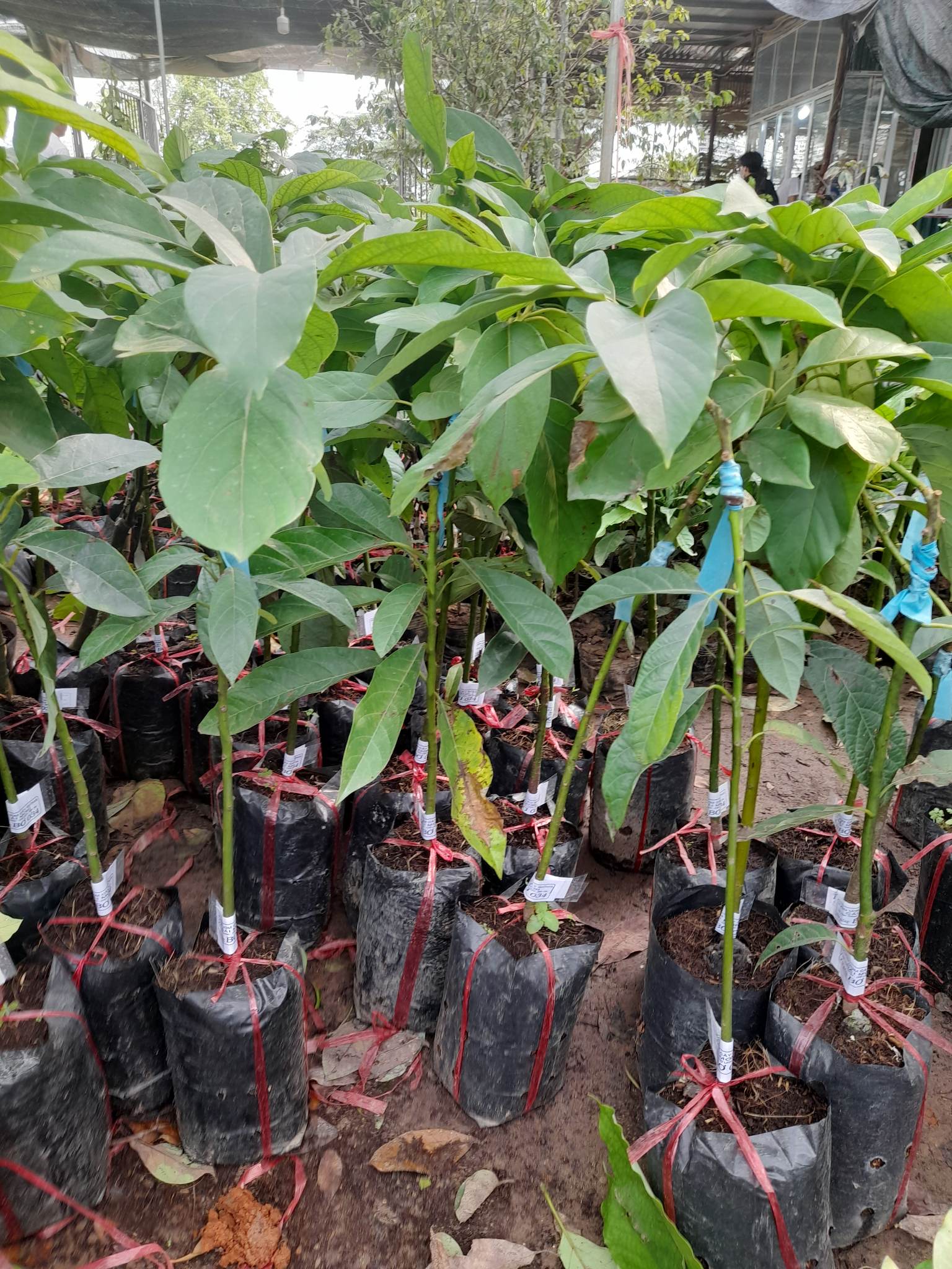 Giống Bơ 034-Cây Ăn Trái+Tặng kèm phân bón