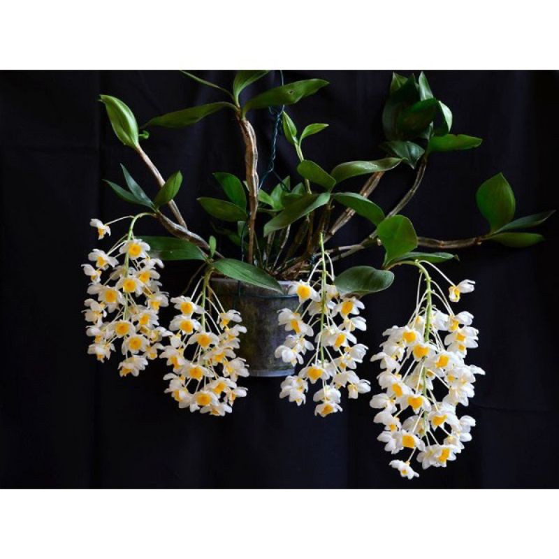 Lan kiều vàng tròn