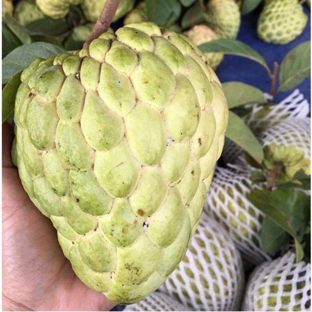 Giá Gốc - Mảng cau na thái
