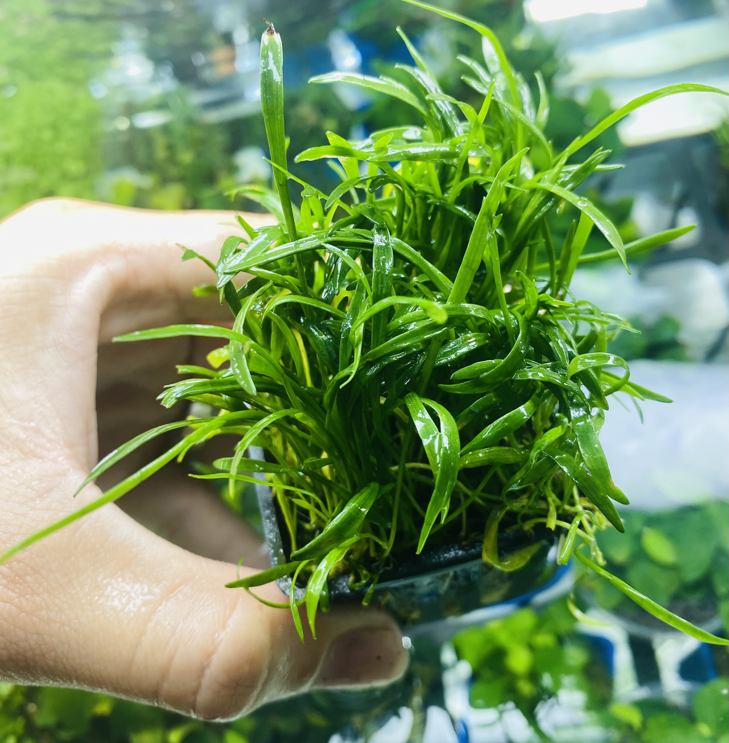 Cây Cỏ Lưỡi Rắn Thủy Sinh