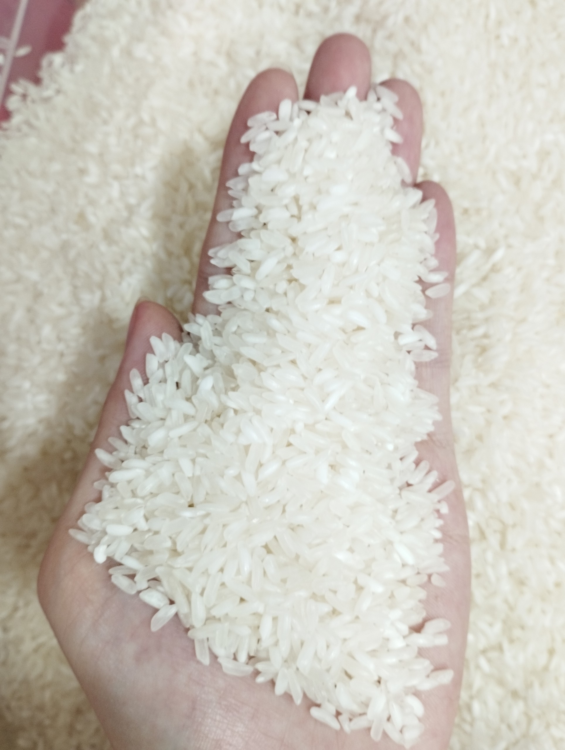 5KG Gạo Nở Mềm - Gạo Nở Xốp Mềm Cơm