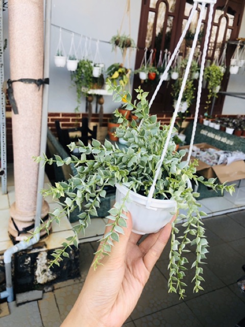 Lan LÁ TIM cẩm thạch chậu treo