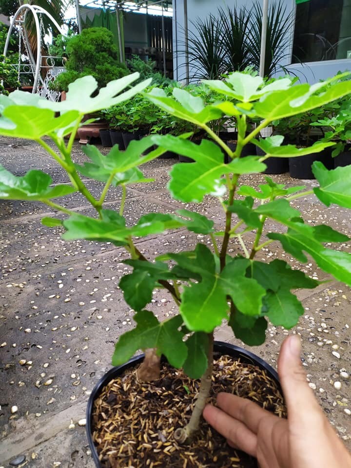 Cây Sung Mỹ siêu trái