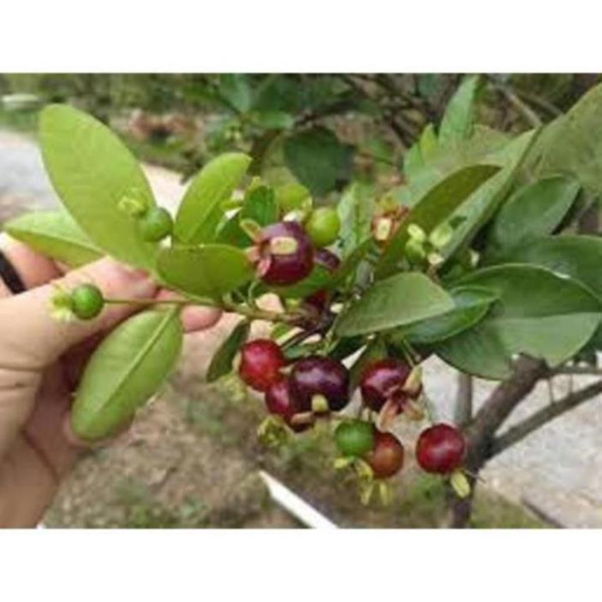 Xả hàng tại vườn----- Cây giống chery chịu nhiệt chuẩn giống hàng F1 , cây đẹp, giống chuẩn