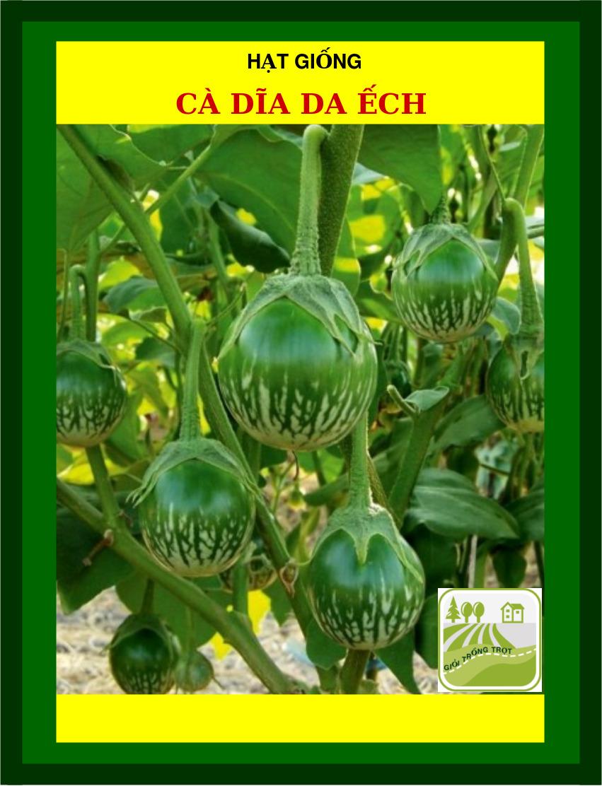 Hạt Giống Cà Dĩa Da Ếch - 1Gram