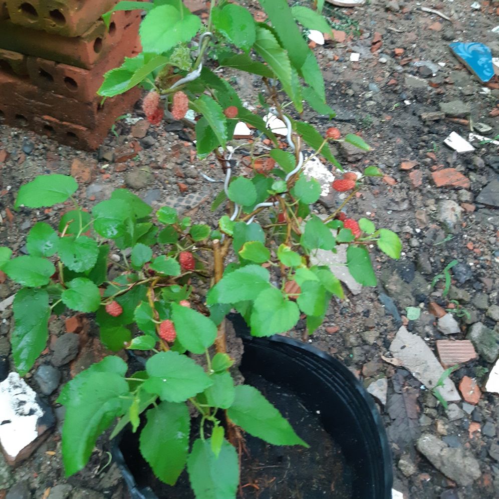 cây dâu tằm bonsai mini