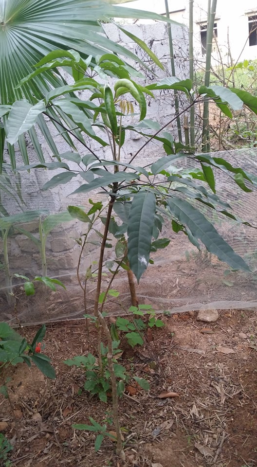 Lá Lằng Nghệ - Tĩnh 0349767746