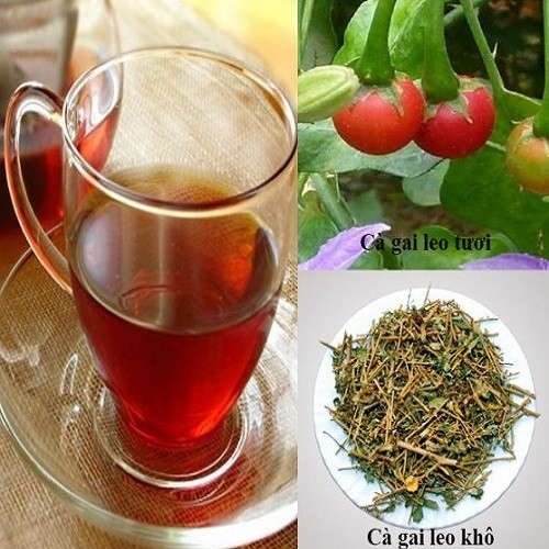 Combo 5 Cây giống cà gai leo - 656