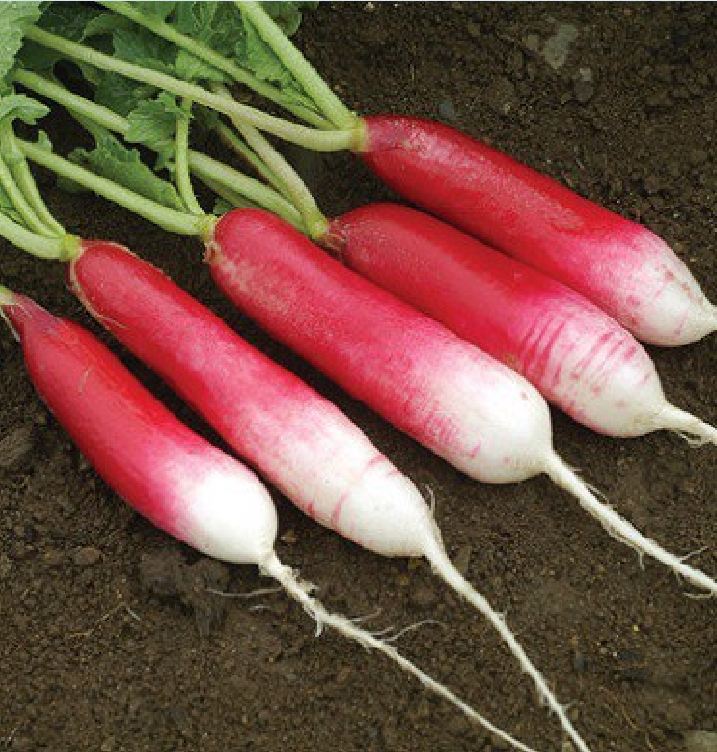 Hạt giống củ cải dài đỏ - Gói 2gram