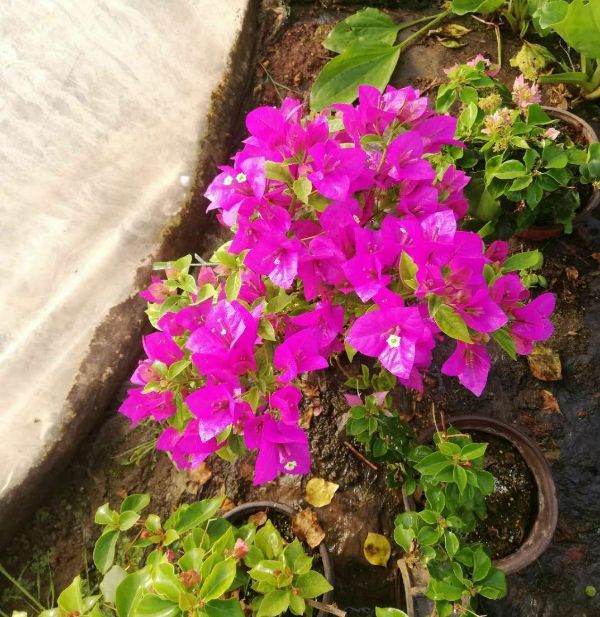 Cây Giống Hoa Giấy Mix Màu