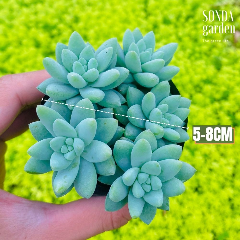 SEN ĐÁ CHUỖI NGỌC LAM SIZE BÉ LỖI 1 ĐỔI 1