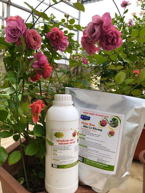 Chế phẩm đậu tương ủ Humic, chuối, trứng lên men (chai 1 lít)