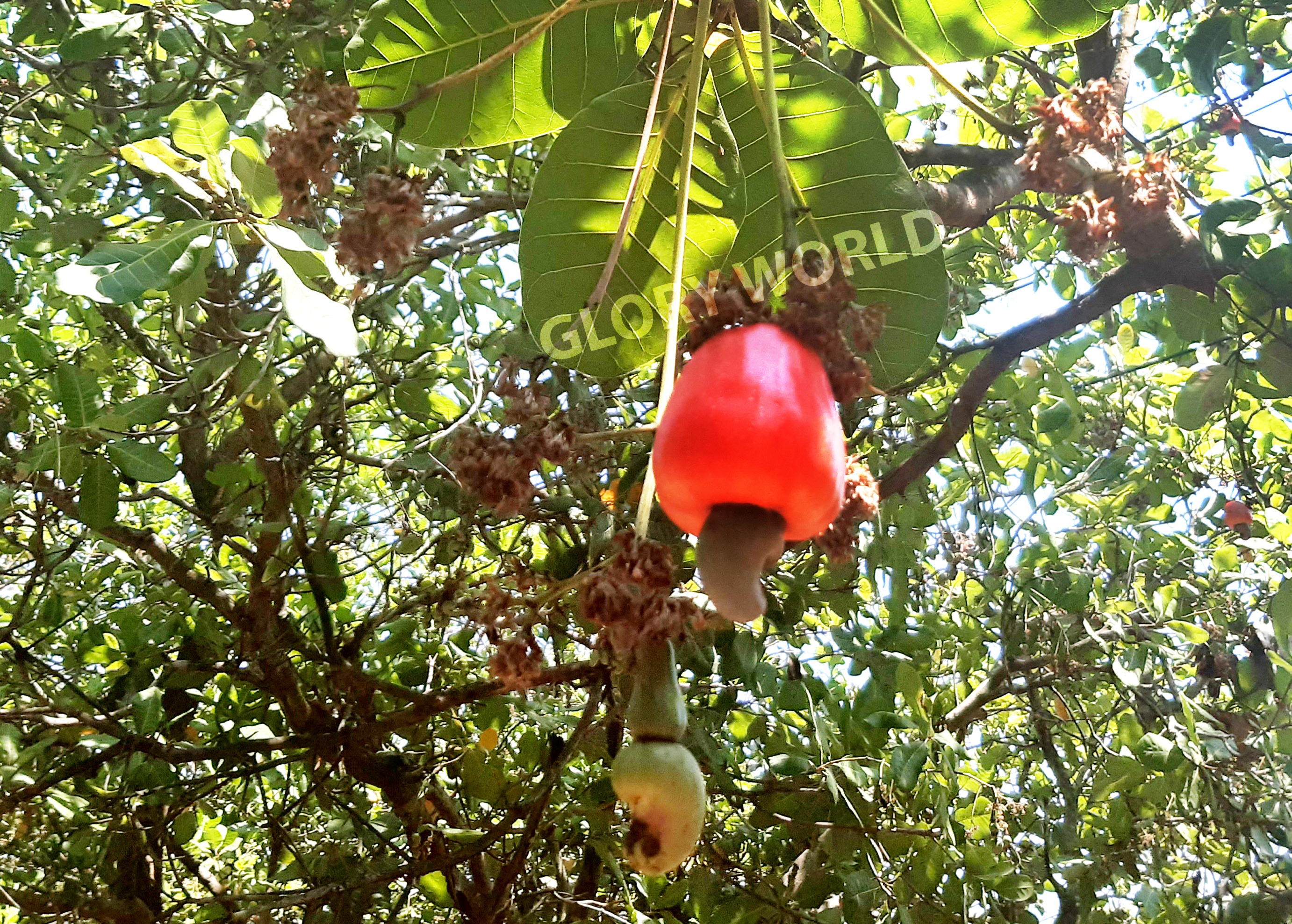 HẠT ĐIỀU NƯỚNG BÌNH PHƯỚC THƯƠNG HIỆU BIG TREE 270G