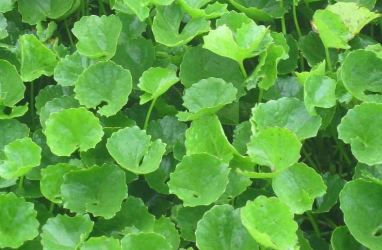 HẠT GIỐNG RAU MÁ gói 1gram