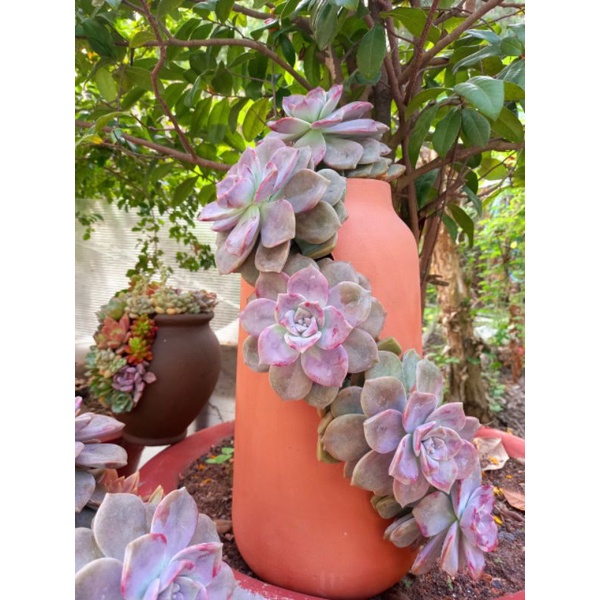 Chậu đất nung Bình Dương xẻ thân miệng 9.5 x cao 36cm