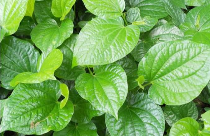 Cây lá lốt