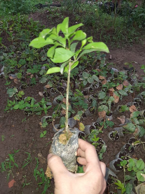Cây giông nhài nhật