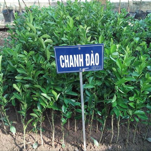 Cây giống chanh đào